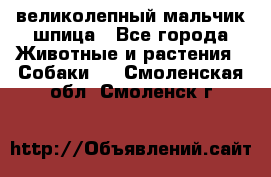 великолепный мальчик шпица - Все города Животные и растения » Собаки   . Смоленская обл.,Смоленск г.